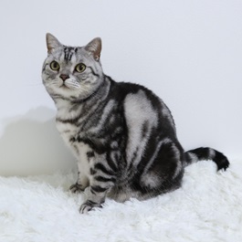 橋本Pochi(アメリカンショートヘア) 2