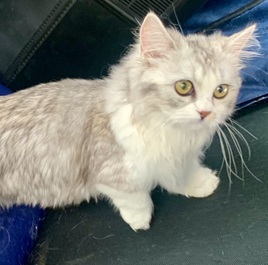 arl Grey (�A�[���O���C) �i�����L���j 2