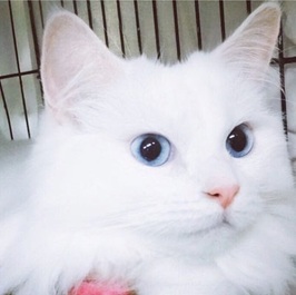 �A���W�F���i�}���`�J�������j1