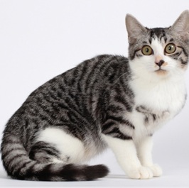 �e���݁imix�j1