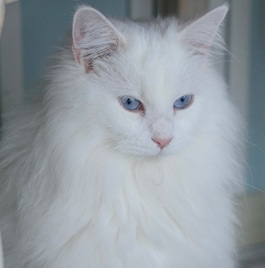 �x���W���~���i���C���N�[���j 2