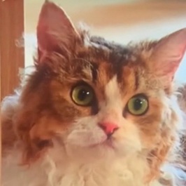 ���j (���傤�Ȃ�)�i�����L���j 2