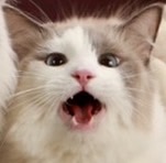 �h�~�m�i���O�h�[���j 2