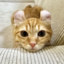 �W�W�i�A�����J���J�[���j 2