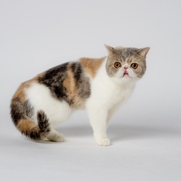 �e���i�G�L�]�`�b�N�V���[�g�w�A�j 2