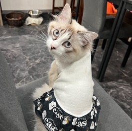 �S���i���O�h�[��MIX�j 2