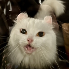 キャベツ(アメリカンカール)1