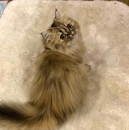 �Z�i�܂Ƃ��j�iMIX�L�j 2