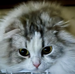 ���k�G�b�g�i�X�R�e�B�b�V���t�H�[���h�j1