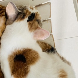 NAVEL (ネーブル)(mix 三毛) 2