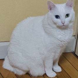 �̂́i���{�L�j 2