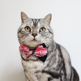 橋本Pochi(アメリカンショートヘア)1