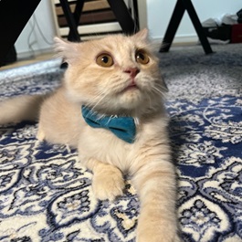 �i�c�V�G���i�X�R�e�B�b�V���t�H�[���h�@ 2