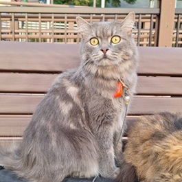 ���{�}��(����)�i�X�R�e�B�b�V���t�H�[���h�j 2