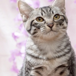 �^�C���imix�j1