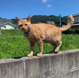 岩下Taro（タロ） （日本猫）　1