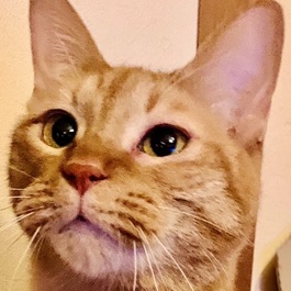 ���imix ���g���@�j1