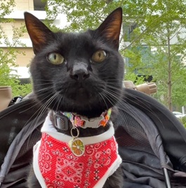 �^�i���{�L�j 2