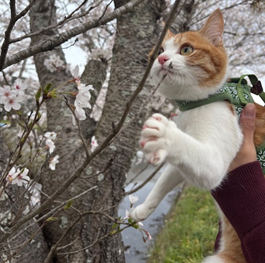 ���Ɂi���{�L�j 2