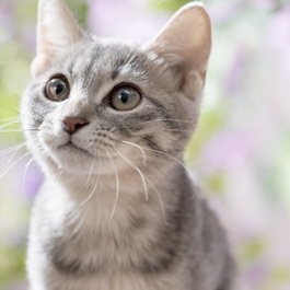 �������ˁiMIX�j1