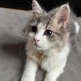 �����i�X�R�e�B�b�V���t�H�[���h�j 2