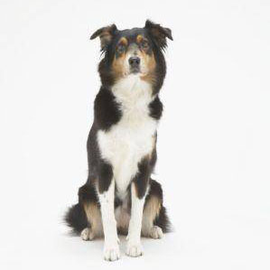 レイ(オーストラリアン・シェパード)1