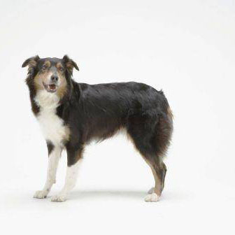 レイ(オーストラリアン・シェパード)2