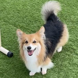 �A���i�R�[�M�[�j2 |