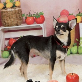 ����񂽁i�`�����j2 |