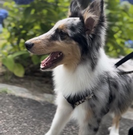 田中チェルシー(シェットランドシープドッグ(ミニシェルティ))1 |