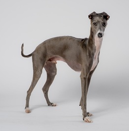 ����`���i�C�^���A���O���[�n�E���h�j2 |