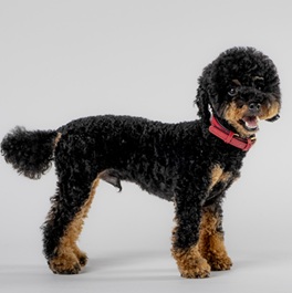 尾形ひじき(トイプードル) |2