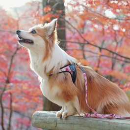 �Ђ܂��i�R�[�M�[�j2 |