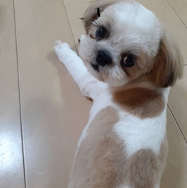 �㑺�����Y�i�V�[�Y�[�j2 |