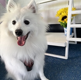 �����i���{�X�s�b�c�j2 |