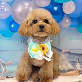 ���R�L�L�i�g�C�v�[�h���i�e�B�[�J�b�v�T�C�Y�j�j2 |