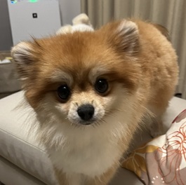 �g�c�@���Ȃ��i�|�����j�A���j2 |