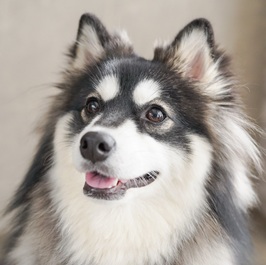 ���ӂ� MIX �i�|�����j�A���~�n�X�L�[�j2 |