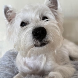 COCO�i�E�G�X�g�n�C�����h�z���C�g�e���A�j2 |