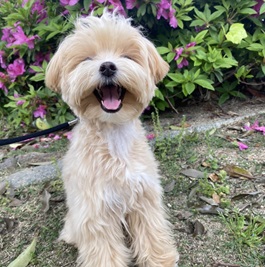 ���{���܂�MIX�i�}���`�[�Y�~�g�C�v�[�h���j2 |