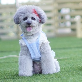 犬モデル（小型犬・中型犬） | MORUCOペットモデル