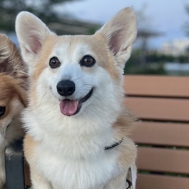 ���삱�ނ��i�E�F���V���R�[�M�[�y�� �u���[�N�@�j2 |