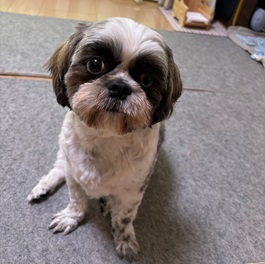 �㑺�܂邱�i�V�[�Y�[�j2 |