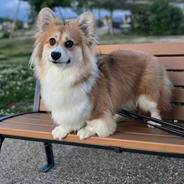 ����mimi�i�E�F���V���R�[�M�[�y�� �u���[�N�j2 |