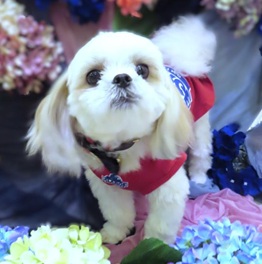 ���t�iMIX�i�}���`�[�Y�~�V�[�Y�[�j�j1 |