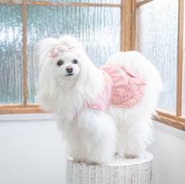 �����������iMIX�i�|�����j�A���~�g�C�v�[�h���j  2