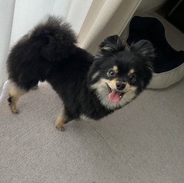 �g���܂�i�|�����j�A���j2 |