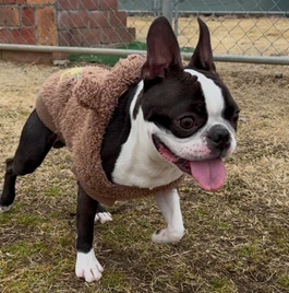 �l���i�{�X�g���e���A�j2 |