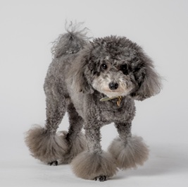 �i�cnico�iMIX�i�g�C�v�[�h���~�`�����j�j1 |