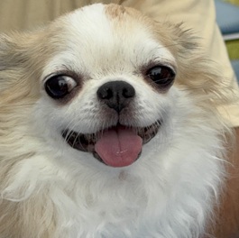 望音(チワワ(ロングコート))2 |